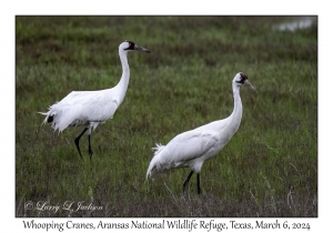 Whooping Cranes