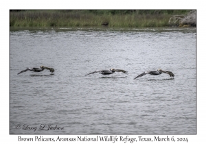 Brown Pelicans