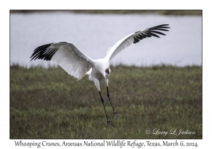 Whooping Crane