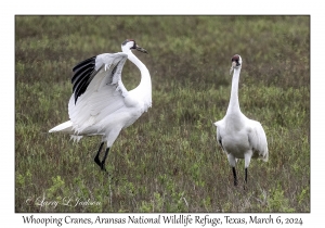 Whooping Cranes