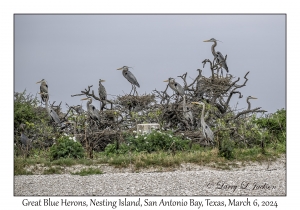 Great Blue Herons