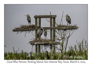 Great Blue Herons