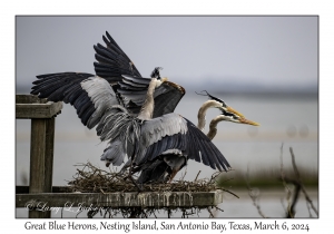 Great Blue Herons