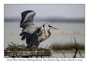 Great Blue Herons