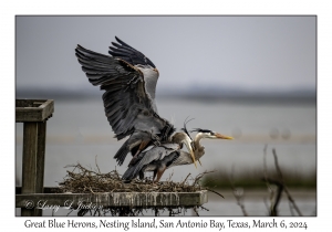 Great Blue Herons