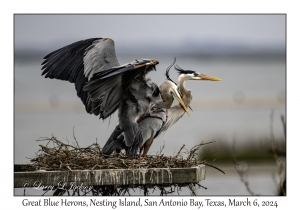 Great Blue Herons