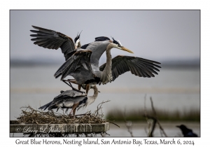 Great Blue Herons