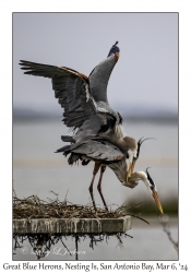 Great Blue Herons