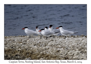 Caspian Terns