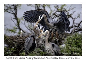 Great Blue Herons