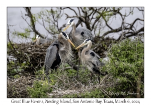 Great Blue Herons