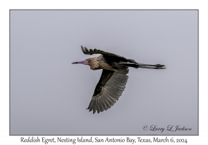 Reddish Egret