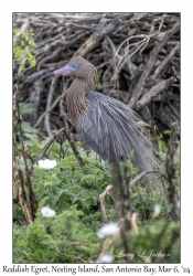 Reddish Egret