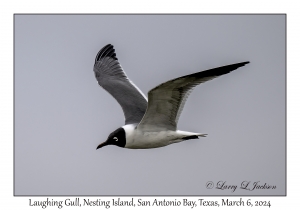 Laughing Gull