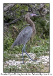 Reddish Egret