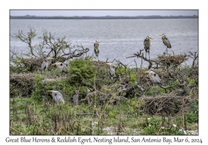 Great Blue Herons