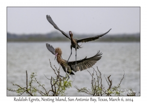 Reddish Egrets