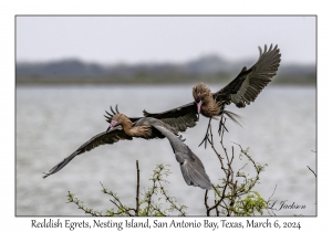 Reddish Egrets