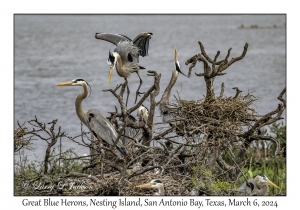 Great Blue Herons