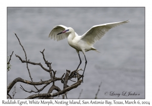 Reddish Egret White Morph