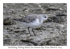 Sanderling