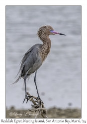 Reddish Egret