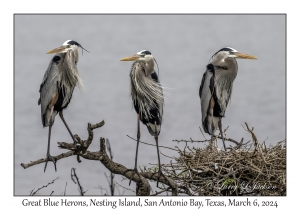 Great Blue Heron