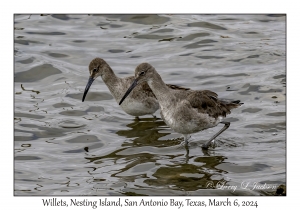 Willet