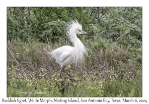 Reddish Egret White Morph