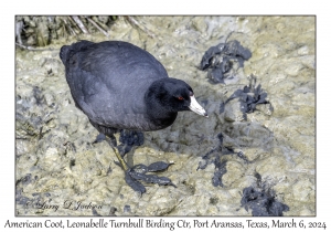 2024-03-06#4992 Fulica americana - Americn Coot, Leonabelle Turnbull Birding Center, Port Aransas, Texas