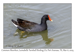 2024-03-06#5009 Gallinula chloropus - Common Moorhen, Leonabelle Turnbull Birding Center, Port Aransas, Texas