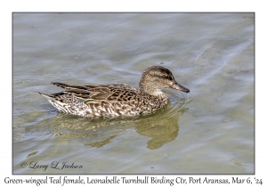2024-03-06#5019 Anas crecca - Green-winged Teal female, Leonabelle Turnbull Birding Center, Port Aransas, Texas