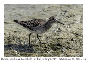 2024-03-06#5036 Tringa solitaria - Solitary Sandpiper, Leonabelle Turnbull Birding Center, Port Aransas, Texas