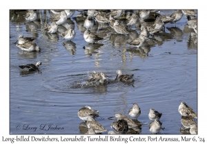 2024-03-06#5052 Limnodromus scolopaceus - Long-billed Dowitcher, Leonabelle Turnbull Birding Center, Port Aransas, Texas