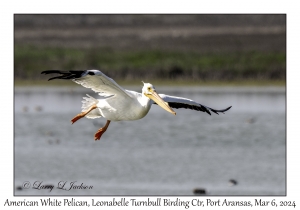 2024-03-06#5090 Pelecanus erythrorhynchus - American White Pelican, Leonabelle Turnbull Birding Center, Port Aransas, Texas