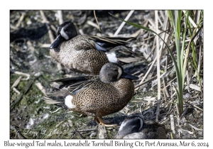 2024-03-06#5123 Anas discors - Blue-winged Teal male, Leonabelle Turnbull Birding Center, Port Aransas, Texas