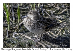 2024-03-06#5126 Anas discors - Blue-winged Teal female, Leonabelle Turnbull Birding Center, Port Aransas, Texas