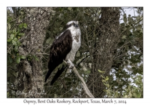 2024-03-07#1381 Pandion haliaetus - Osprey, Bent Oaks Rookery Park, Rockport, Texas