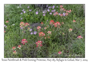 2024-03-07#2066 Texas Paintbrush & Pink Evening Primrose, Hwy 183, Refugio to Goliad, Texas