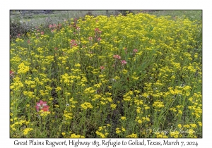 2024-03-07#2069 Packera tampicana - Great Plains Ragwort, Hwy 183, Refugio to Goliad, Texas