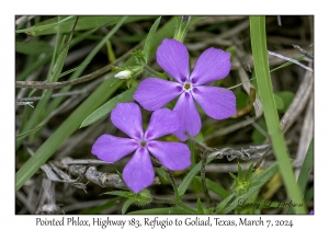 2024-03-07#2090 Phlox cuspidata - Pointed Phlox, Hwy 183, Refugio to Goliad, Texas