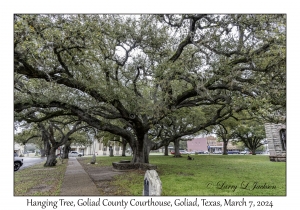 2024-03-07#2173 Hanging Tree, Goliad County Courthouse, Goliad, Texas