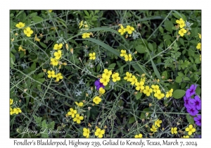 2024-03-07#2178 Lesquerella fendleri - Fendler's Bladderpod, Hwy 239, Goliad to Kenedy, Texas