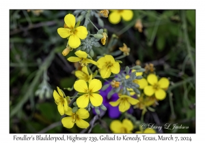 2024-03-07#2179 Lesquerella fendleri - Fendler's Bladderpod, Hwy 239, Goliad to Kenedy, Texas