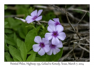 2024-03-07#2184 Phlox cuspidata - Pointed Phlox, Hwy 239, Goliad to Kenedy, Texas