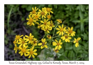 2024-03-07#2188 Senecio ampullaceus - Texas Groundsel, Hwy 239, Goliad to Kenedy, Texas