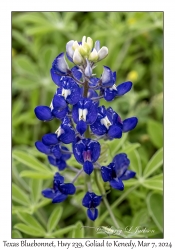 2024-03-07#2191 Lupinus texensis - Texas Bluebonnet, Hwy 239, Goliad to Kenedy, Texas