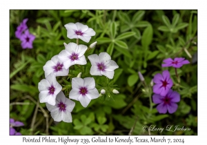 2024-03-07#2200 Phlox cuspidata - Pointed Phlox, Hwy 239, Goliad to Kenedy, Texas