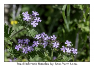 2024-03-08#2203 Glandularia bipinnatifida - Dakota Vervain, Horseshoe Bay, Texas