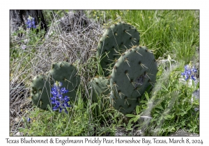 2024-03-08#2210 Texas Bluebonnet & Engelmann Prickly Pear, Horseshoe Bay, Texas